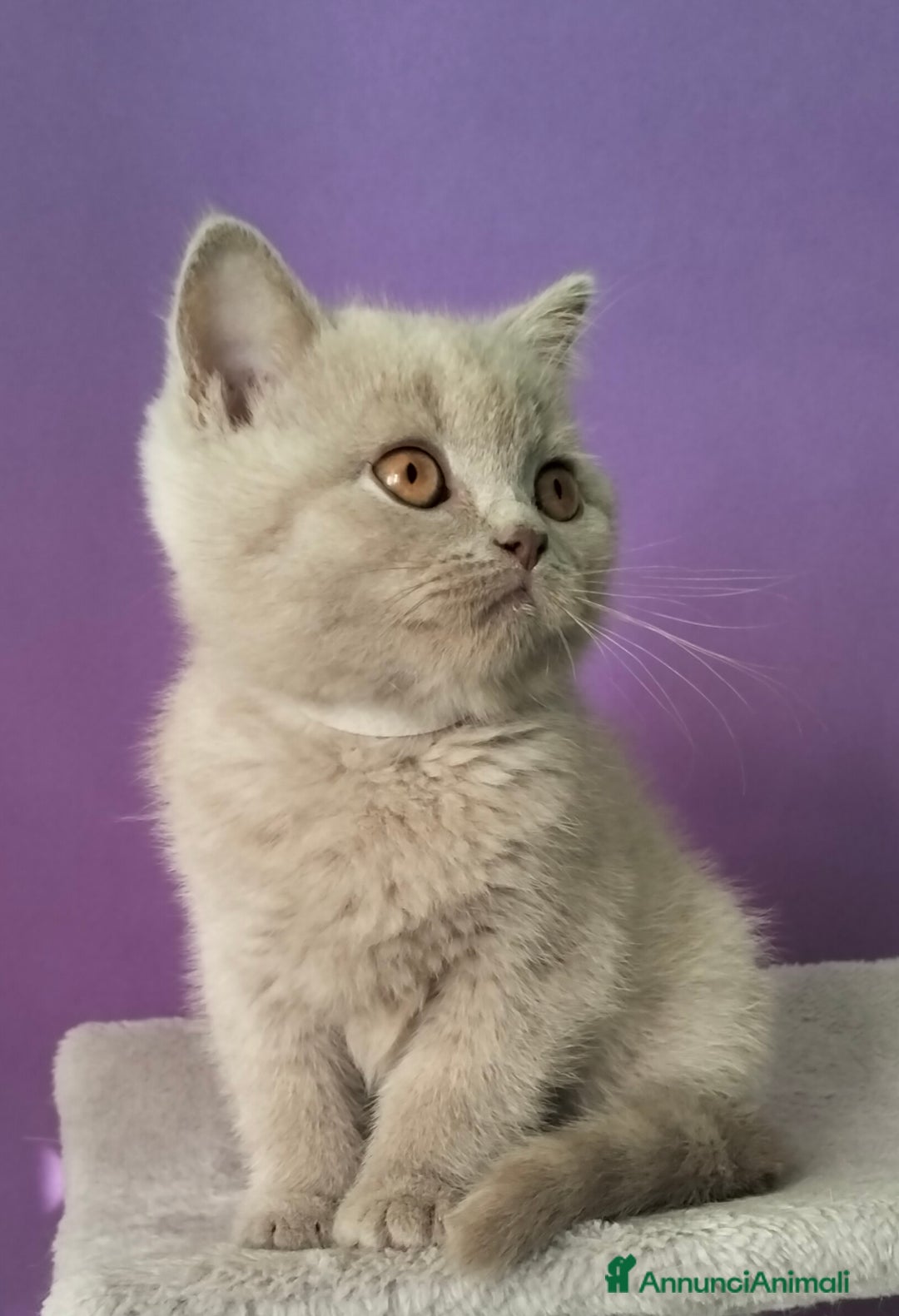 British gatti in vendita: Cuccioli British Shorthair  - Annuncio 9
