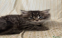 Siberiano gatti in vendita: Gattini siberiani ipoallergenici - Annuncio 8