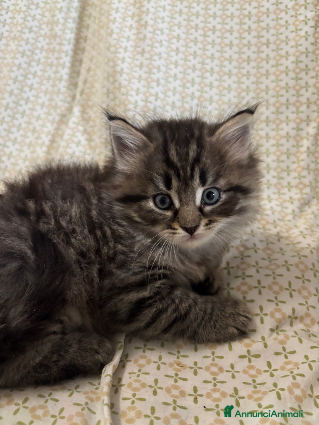 Siberiano gatti in vendita: Gattini siberiani ipoallergenici - Annuncio 8