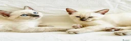 Siamese gatti in vendita: Gattini Siamese Thai / Neva Masquarada a Città metropolitana di Milano - Annuncio 14