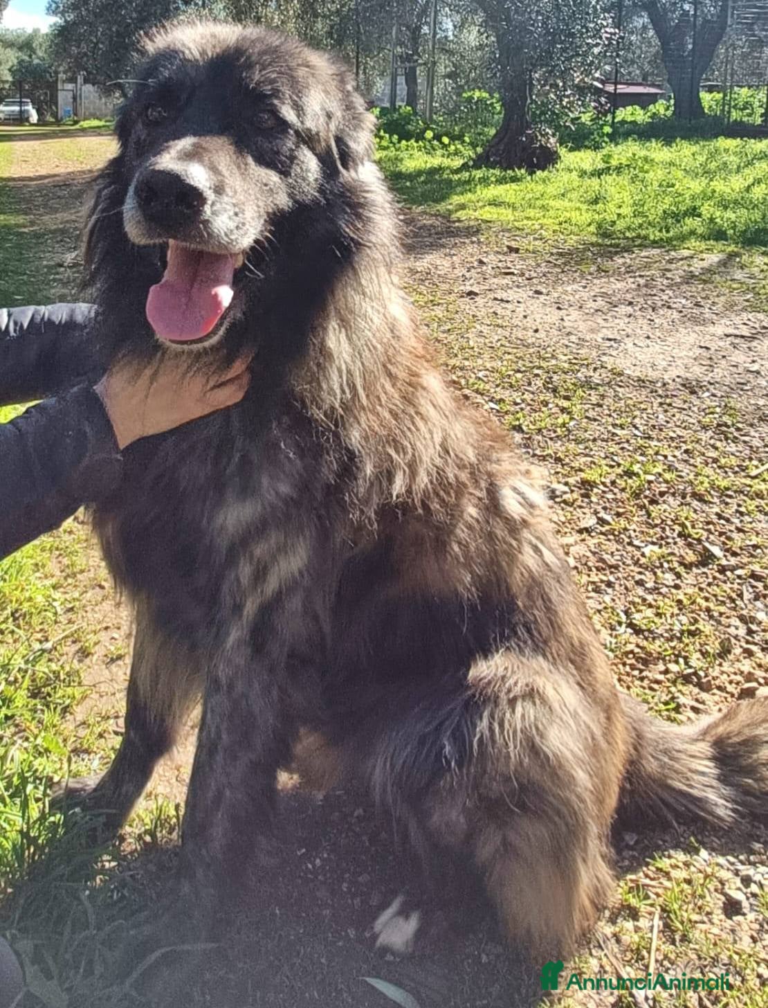 Meticcio cani Markus lupetto fantastico - Annuncio 2