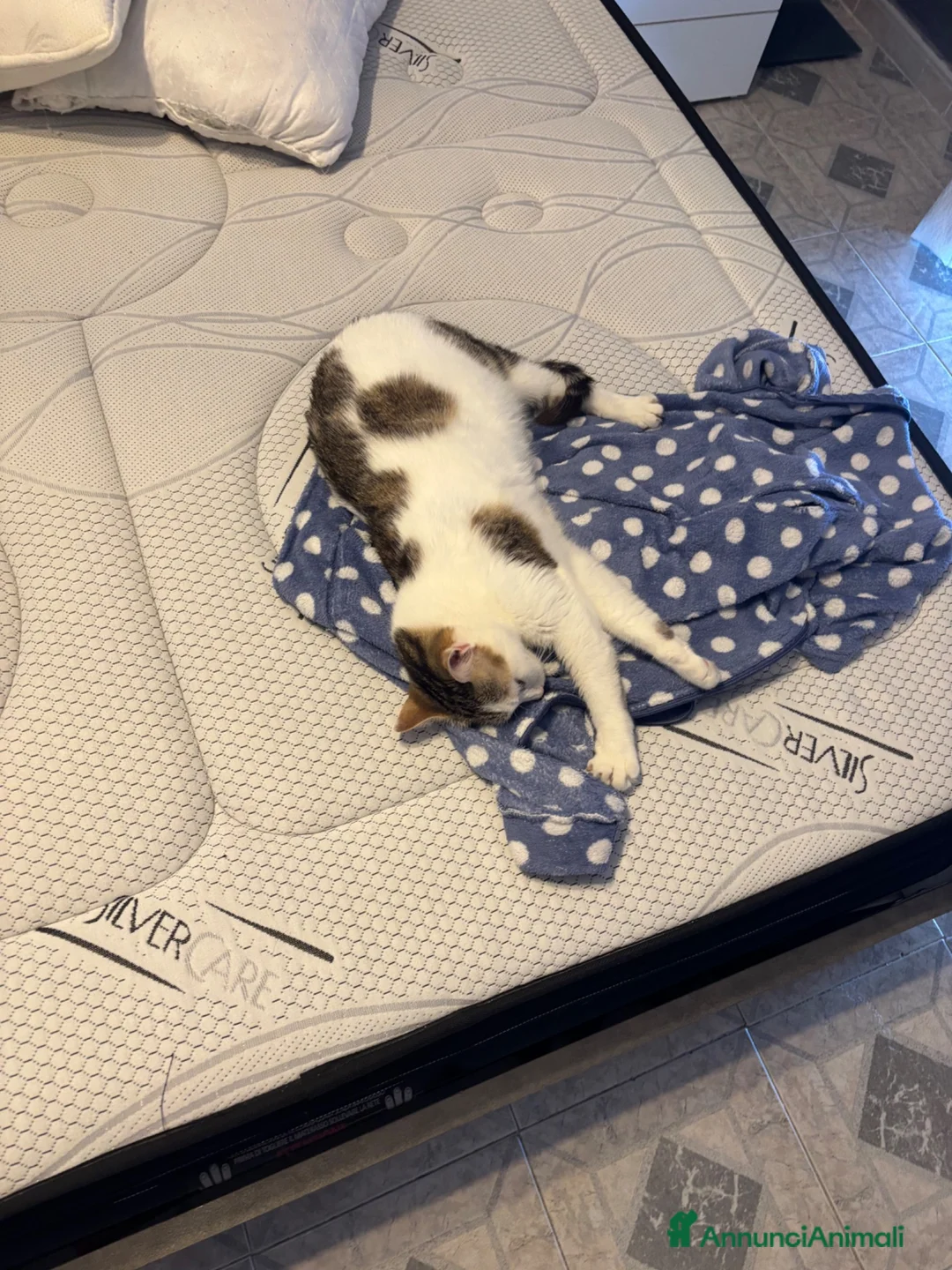 Europeo gatti in regalo: Regalo gattina a Città Metropolitana di Napoli - Annuncio 2