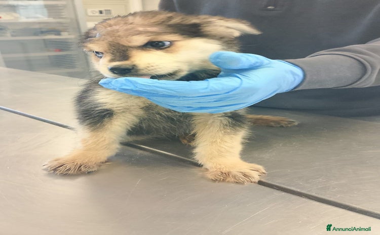 Meticcio cani - Annuncio 14