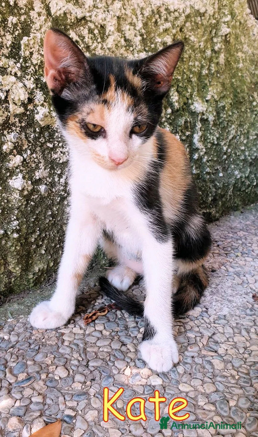 Europeo gatti in regalo: KATE PRINCIPESSA MANCATA - Annuncio 1