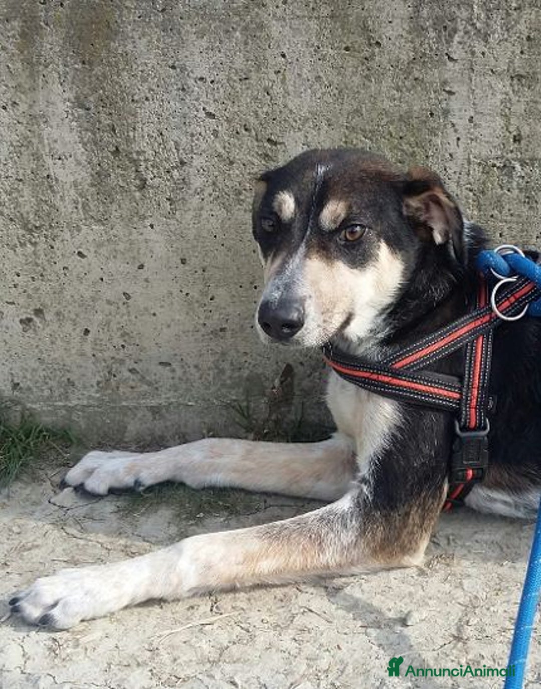 Meticcio cani in regalo: BENNY bel timidino, ama giocare con le palline - Annuncio 7