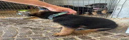 Pastore Tedesco cani in vendita: Cuccioli da esposizione  - Annuncio 11