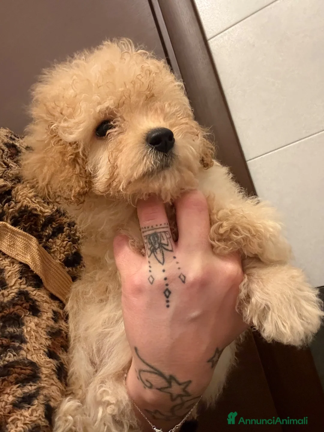 Barboncino cani in vendita: Cucciolo di barboncino - Annuncio 6