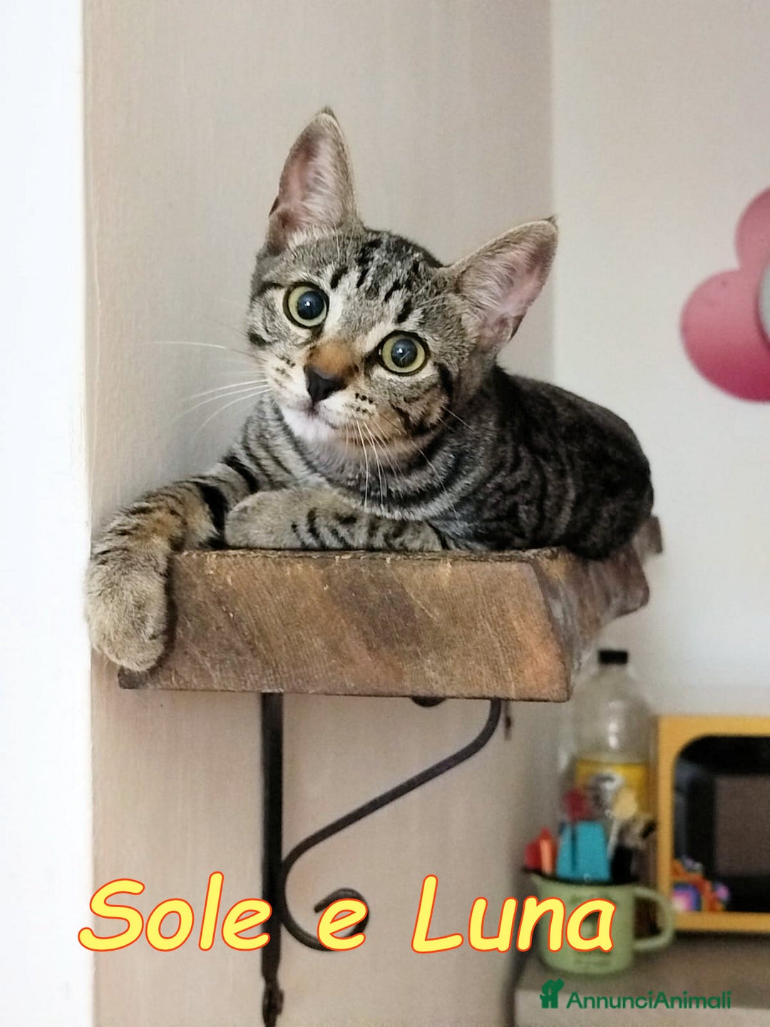 Europeo gatti in regalo: SOLE E LUNA GATTINI SUPERBELLI a Città metropolitana di Roma Capitale - Annuncio 4