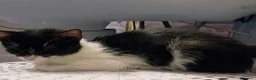 Meticcio gatti in regalo: Dolcissima micina 3 mesi  - Annuncio 5