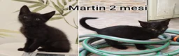 Meticcio gatti in regalo: TANTI MICINI SOLI! a Provincia di Vicenza - Annuncio 4