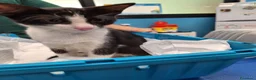 Meticcio gatti in regalo: Burrito dolcissimo micetto in adozione  - Annuncio 2