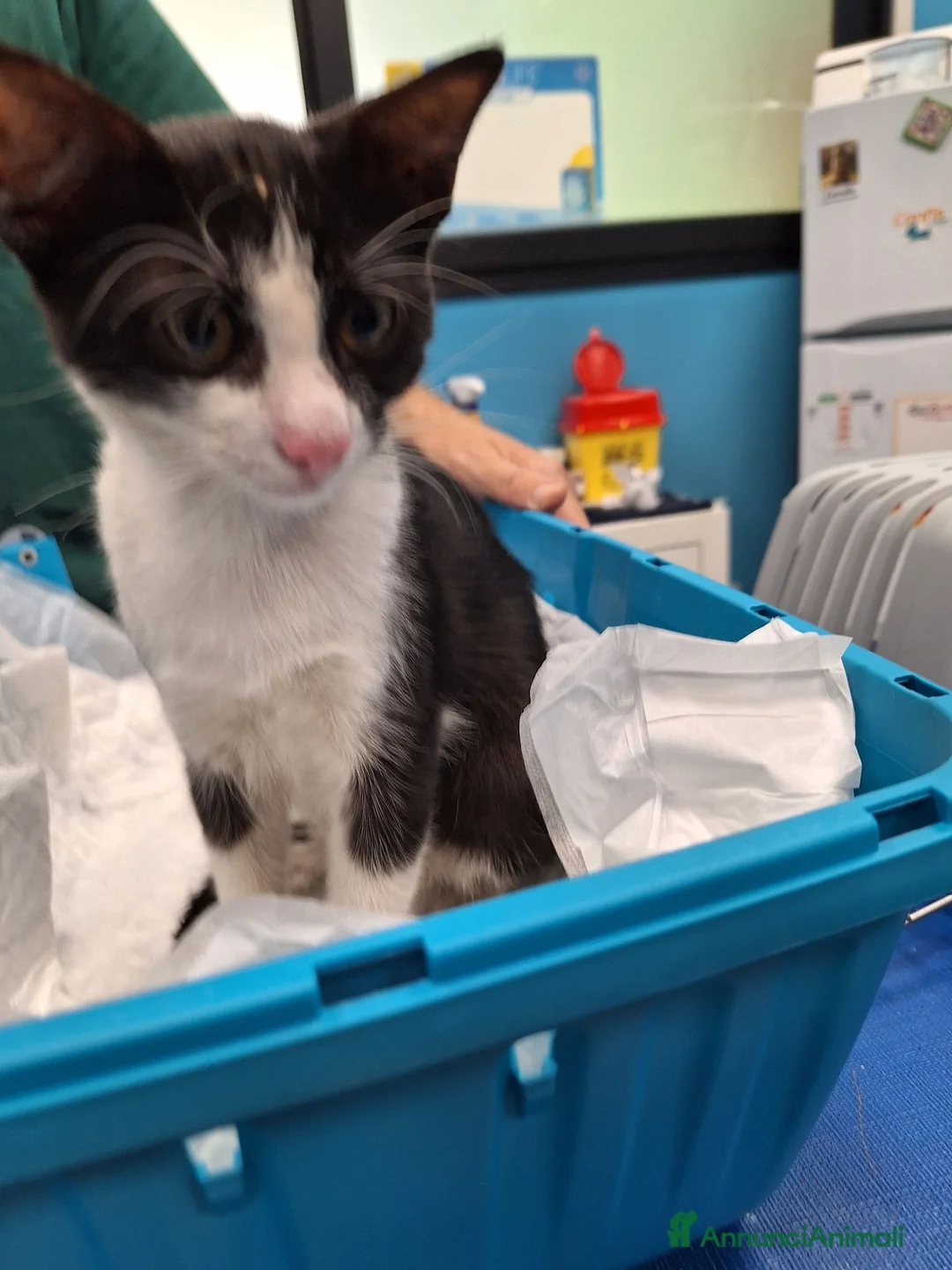 Meticcio gatti in regalo: Burrito dolcissimo micetto in adozione  - Annuncio 2