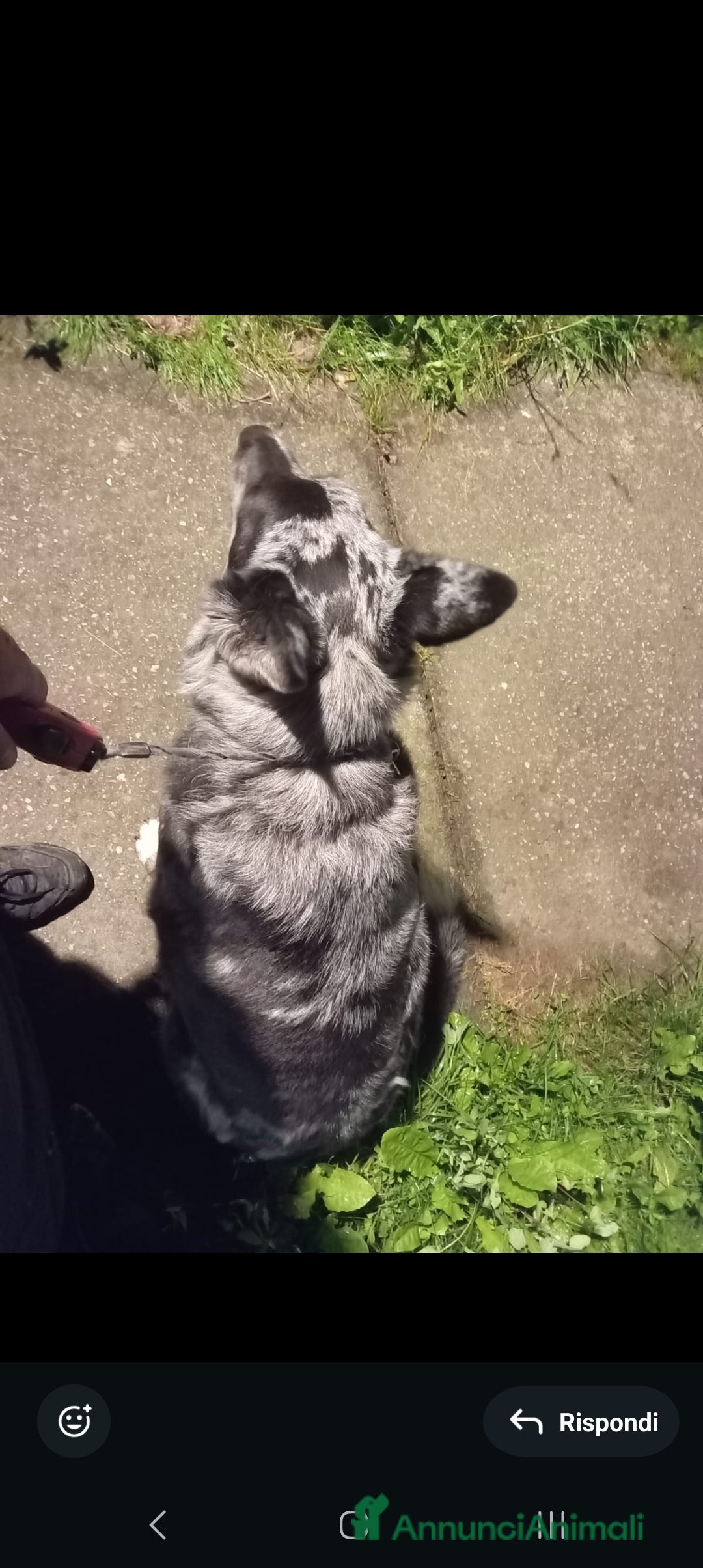 Meticcio cani in regalo: Cedesi - Annuncio 1