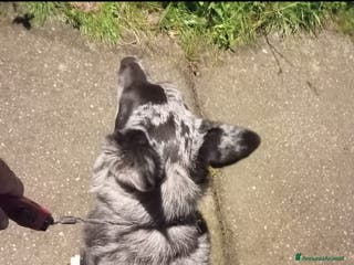 Meticcio cani Cedesi - Annuncio 25