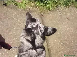 Meticcio cani Cedesi - Annuncio 39