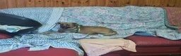 Meticcio cani in regalo: A Bologna, 1 anno, 7 kg, buonissimo, Iper dolce  - Annuncio 5