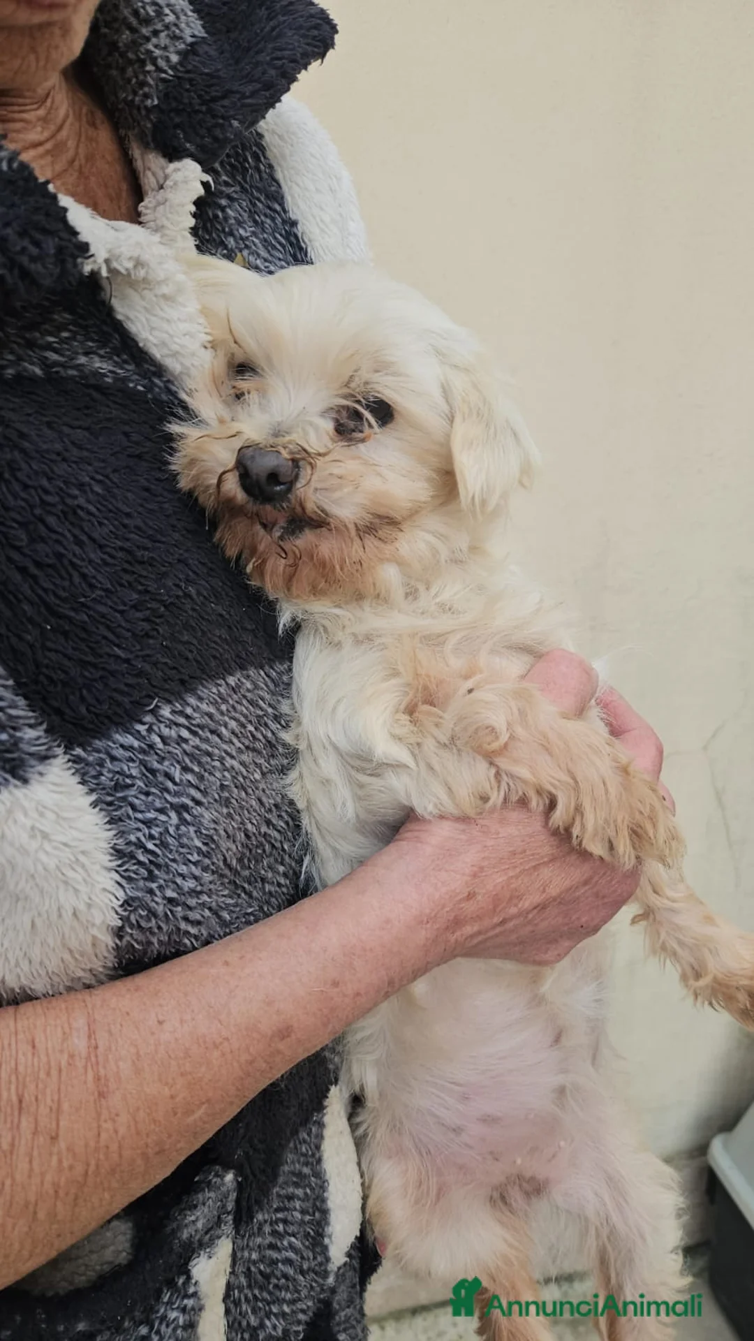 Maltese cani in regalo: Chioma: maltesina Toy 5 anni, socievole - Annuncio 2
