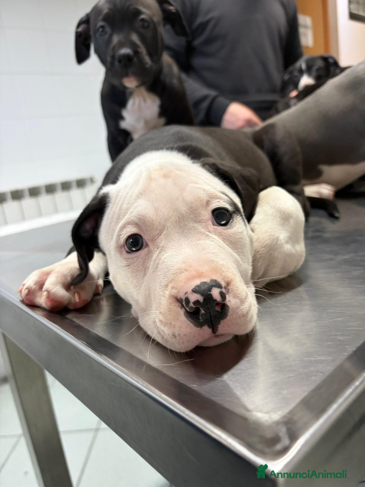 Pitbull cani Cuccioli pitbull  - Annuncio 2