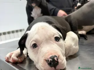 Pitbull cani Cuccioli pitbull - Annuncio 2