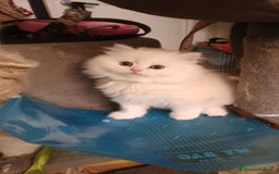 Persiano gatti in vendita: Gattini persiani normotipo Chinchilla  a Provincia di Modena - Immagine 5