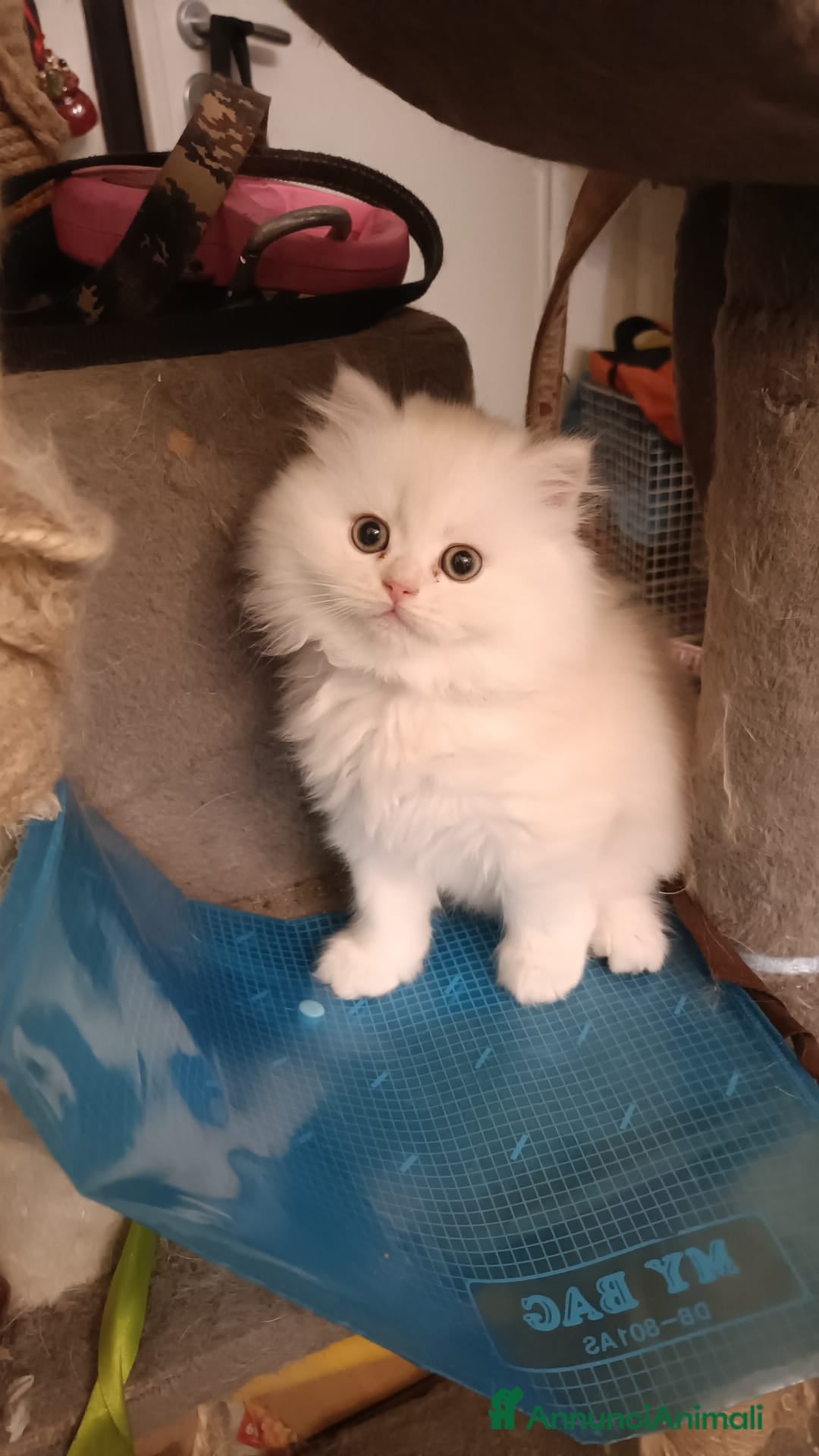 Persiano gatti in vendita: Gattini persiani normotipo Chinchilla  a Provincia di Modena - Immagine 5