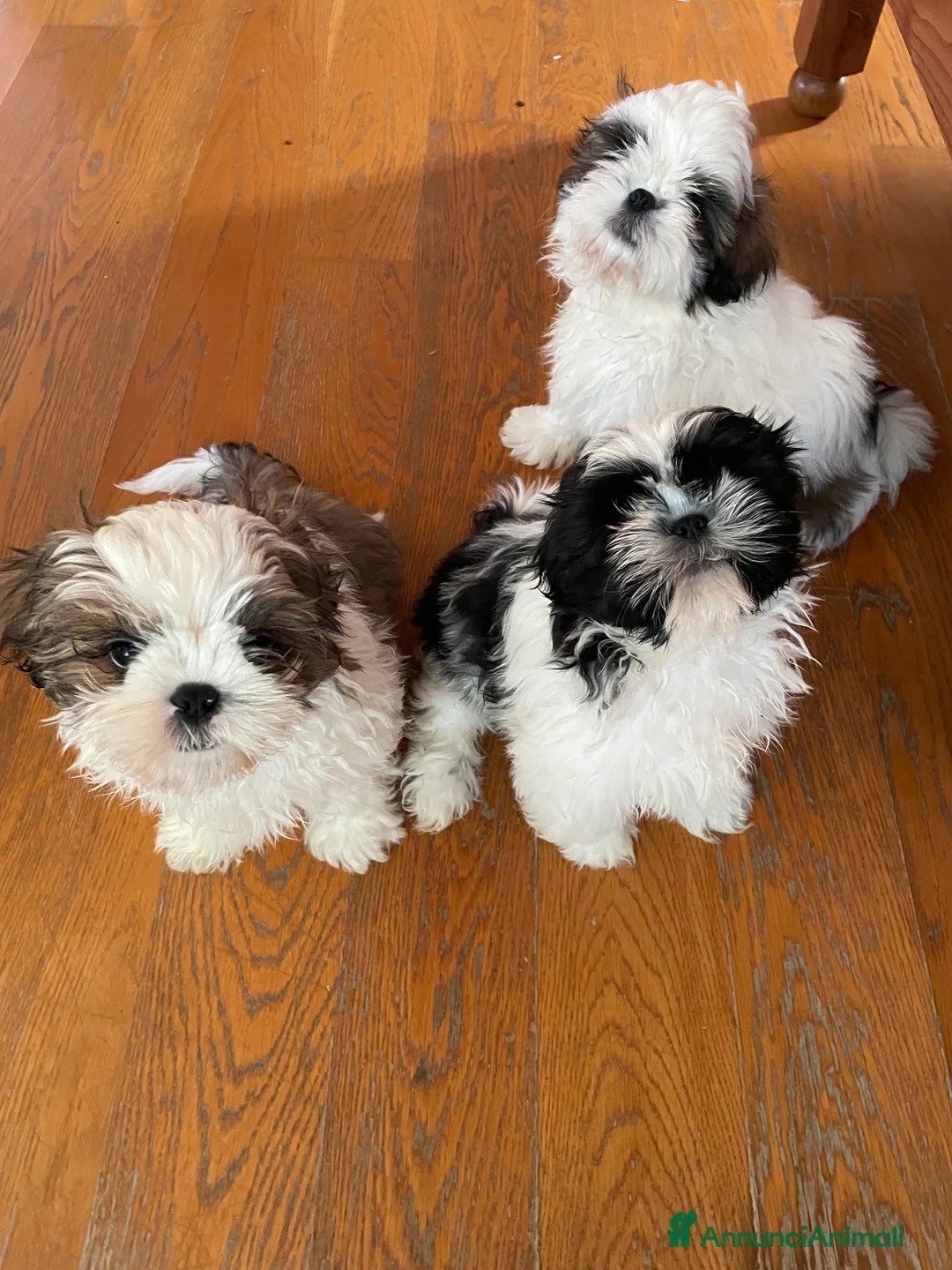 Shih Tzu cani in vendita: Cuccioli di shihtzu  - Annuncio 1