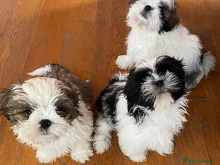 Shih Tzu cani Cuccioli di shihtzu - Annuncio 18