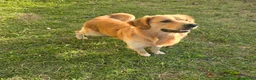 Golden Retriever cani per accoppiamento: Maschio di 2 anni linea inglese x monta - Annuncio 8