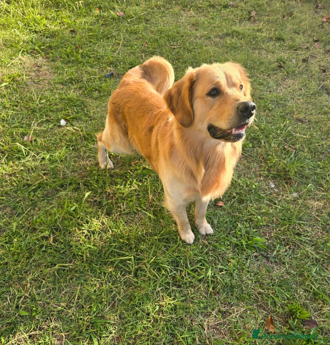 Golden Retriever cani per accoppiamento: Maschio di 2 anni linea inglese x monta - Annuncio 8