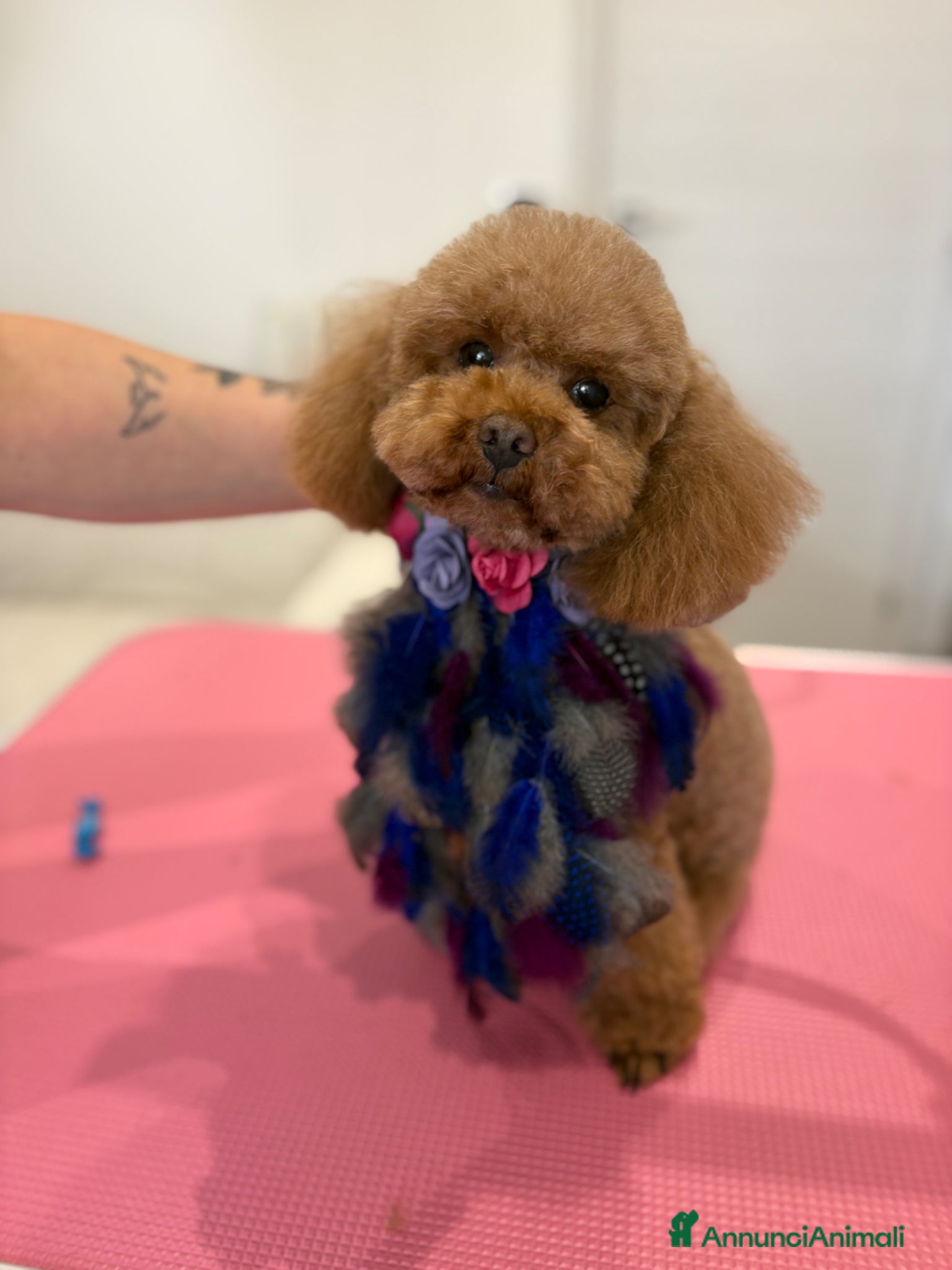 Barboncino Toy cani per accoppiamento: Barboncino Toy disponibile per monta  - Annuncio 4