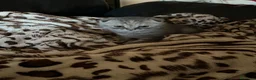 Scottish gatti in vendita: Cucciolata di gatti scottish fold e straight  - Annuncio 15