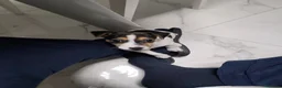 Jack Russell cani in vendita: Vendo cucciolo di jack russel  a Provincia di Foggia - Annuncio 7
