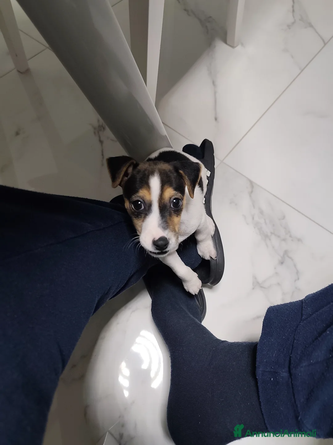 Jack Russell cani in vendita: Vendo cucciolo di jack russel  a Provincia di Foggia - Annuncio 7