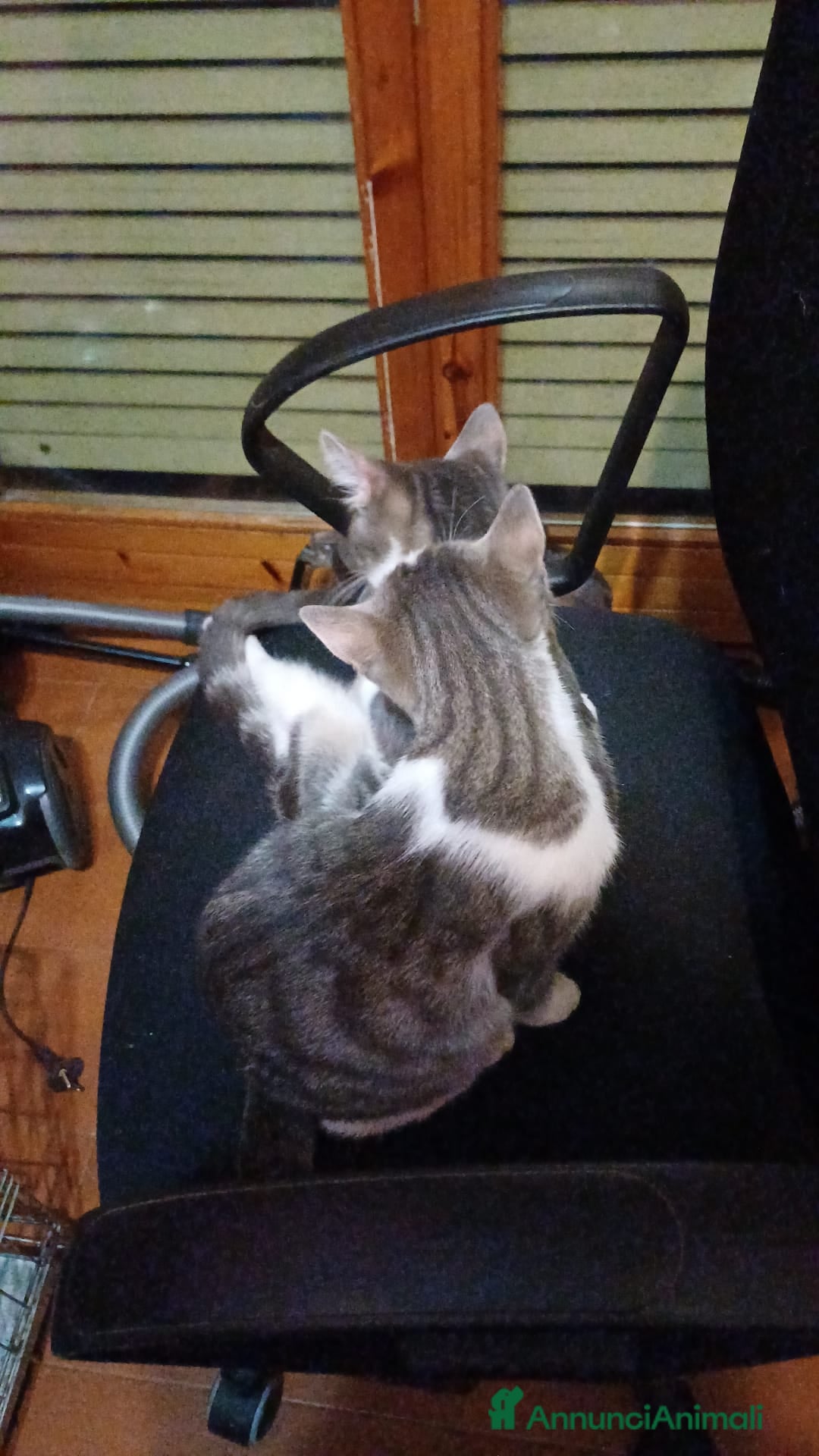 Meticcio gatti in regalo: GATTINI DOLCISSIMI  - Annuncio 7