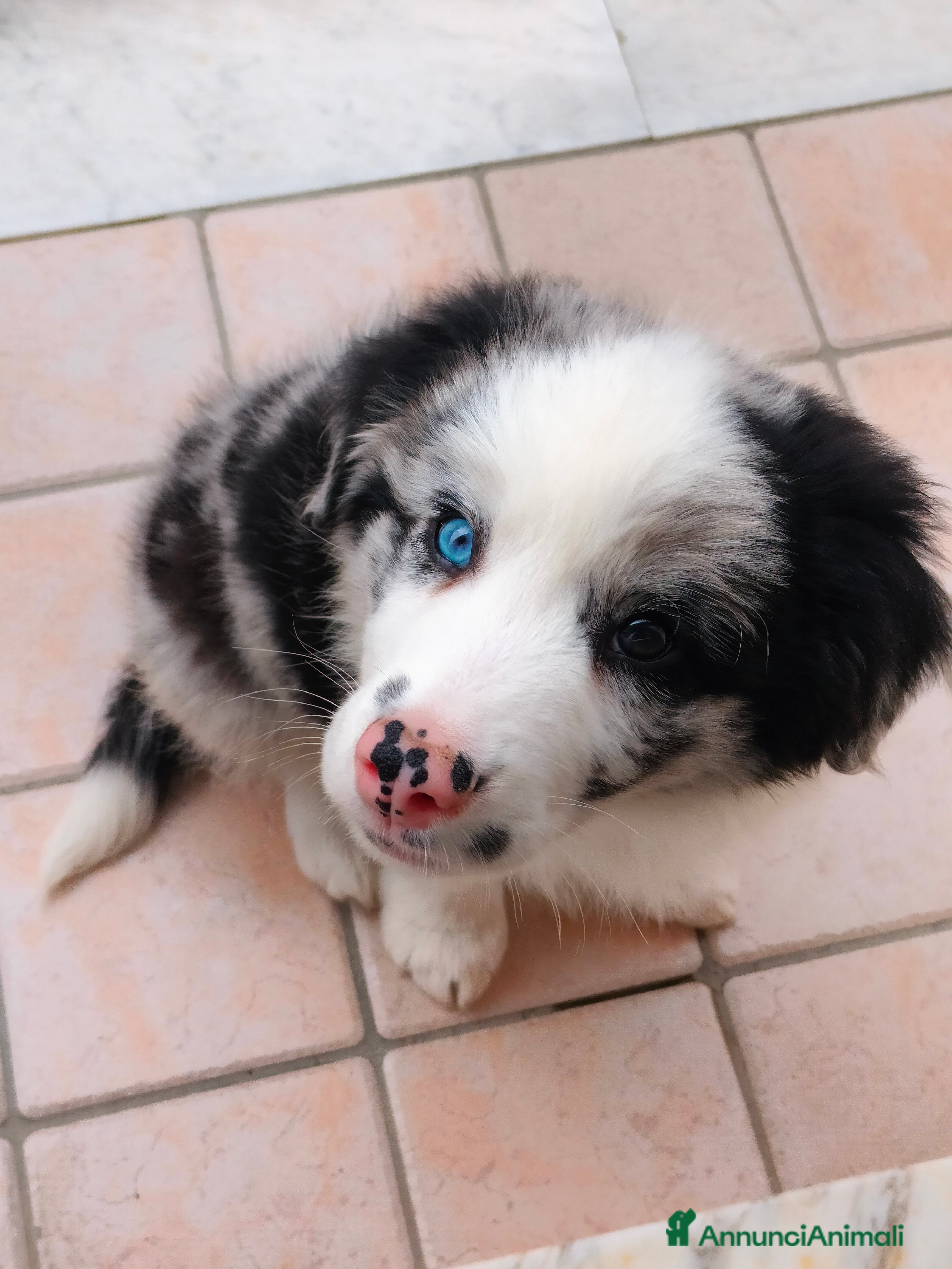Border Collie cani Cucciolo maschio di border collie blue merle a Città metropolitana di Milano - Annuncio 1