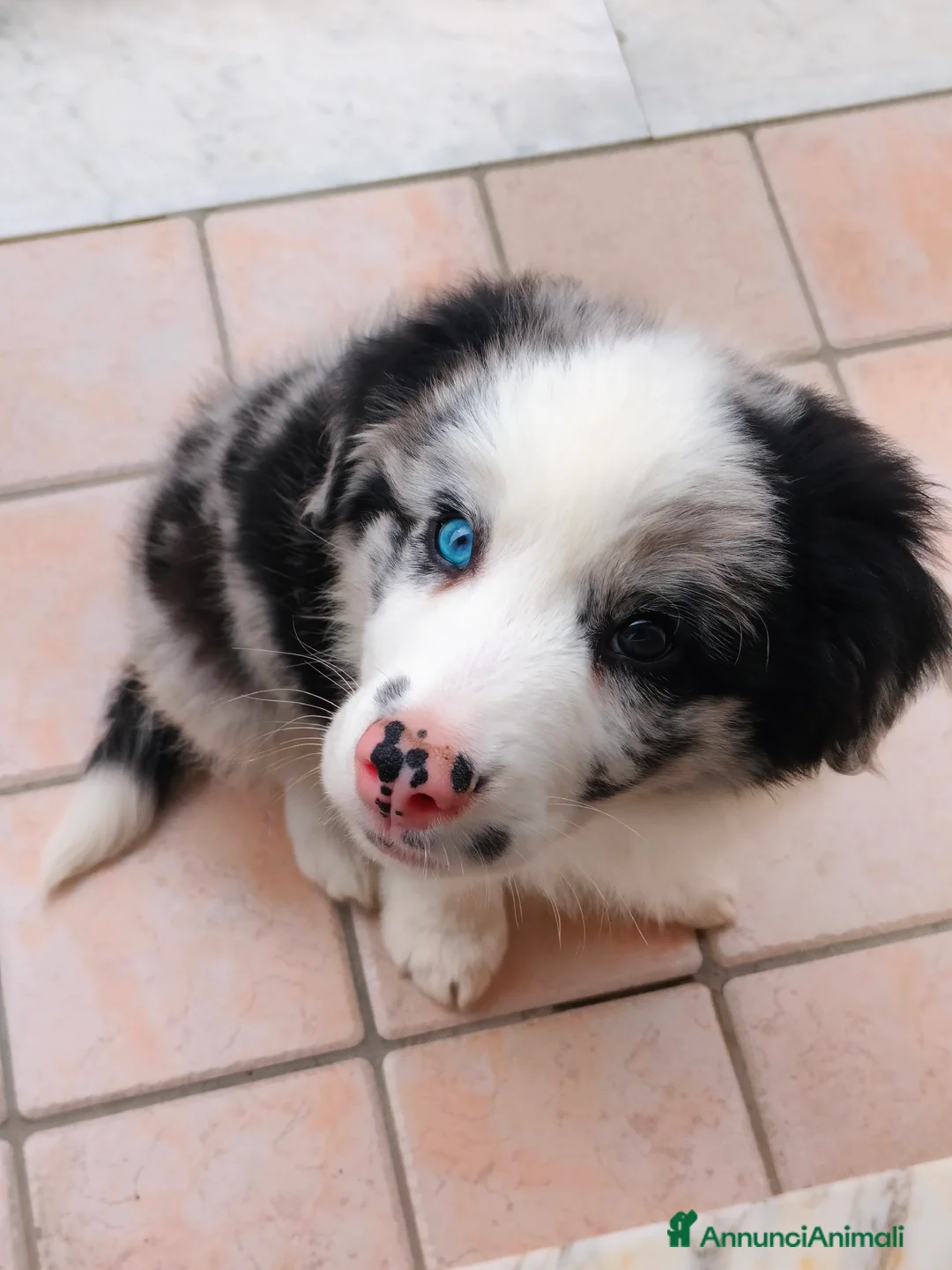 Border Collie cani in vendita: Cucciolo maschio di border collie blue merle a Città metropolitana di Milano - Annuncio 1
