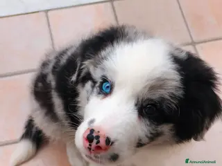 Border Collie cani Cucciolo maschio di border collie blue merle a Città metropolitana di Milano - Annuncio 1