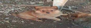 Spitz Cucciolo 2