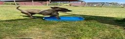 Pastore Belga cani in regalo: MALI DOLCE PASTORE MALINOIS 💥 - Annuncio 3