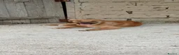 Meticcio cani in regalo: bobby  - Annuncio 1