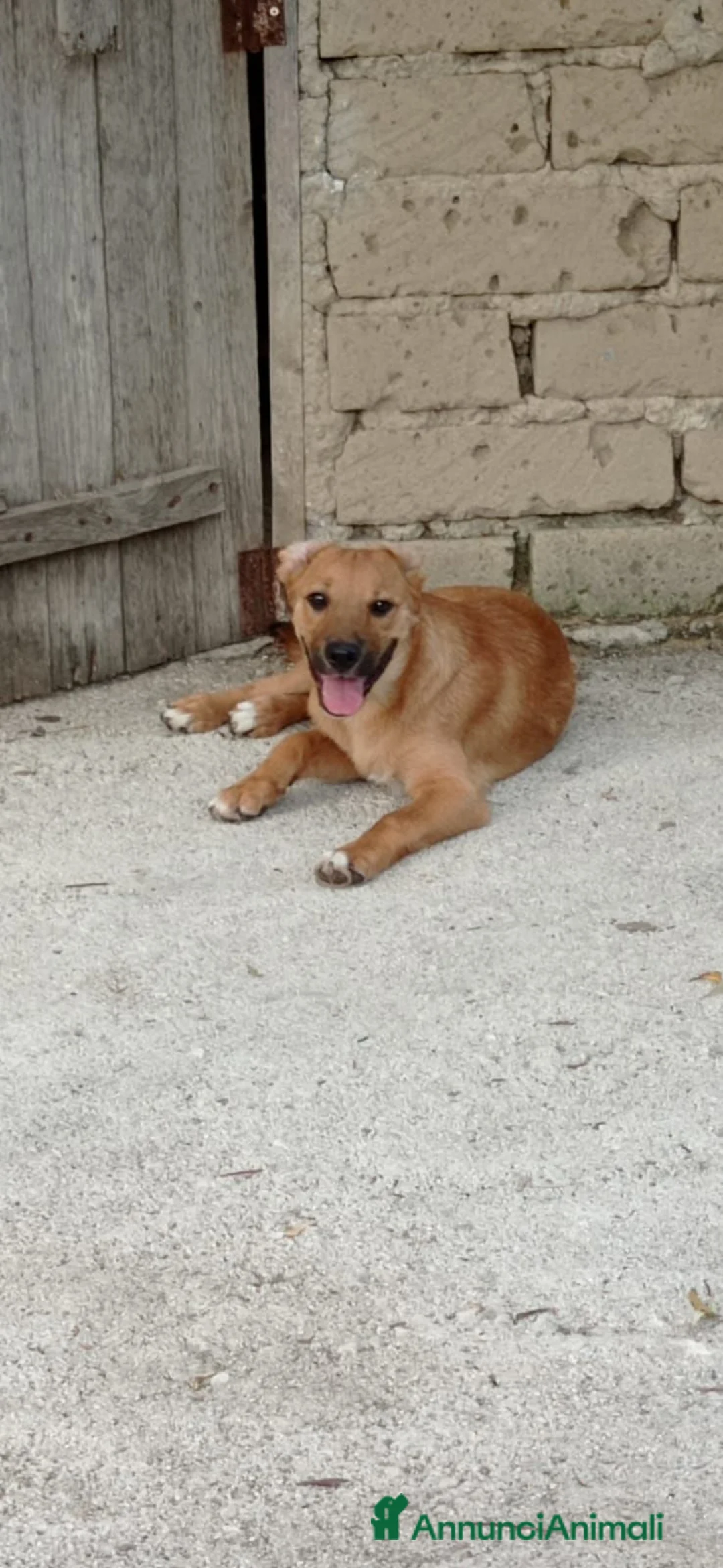 Meticcio cani in regalo: bobby  - Annuncio 1