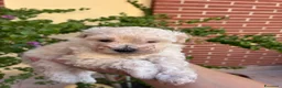 Barbone cani in vendita: Vendo barbone femmina nata il 3 settembre  a Città metropolitana di Roma Capitale - Annuncio 4