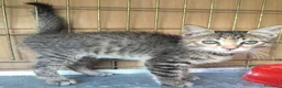 Meticcio gatti in regalo: Piccola tigratina, circa 2 mesi  - Annuncio 7