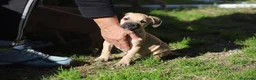 Pitbull cani in vendita: Cuccioli Pit Bull con Pedigree anche a rate - Annuncio 34