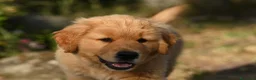 Golden Retriever cani in vendita: Allevamento professionale  cucciolata inglese - Annuncio 7