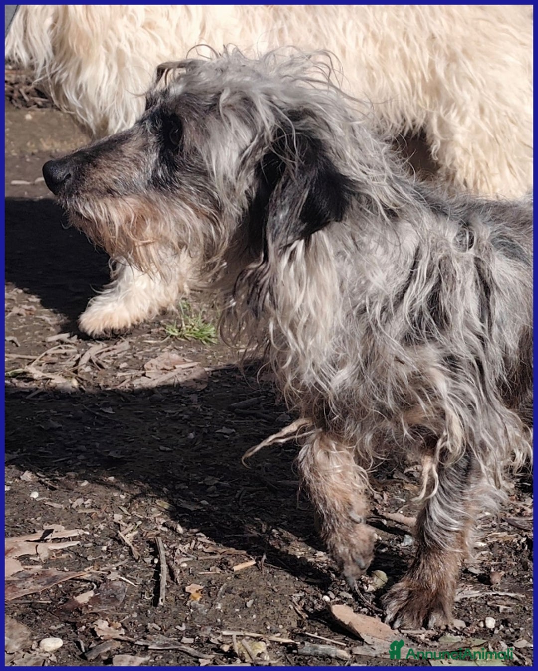 Bassotto cani in regalo: SHENZI SIMIL BASSOTTINA TG PICCOLA, 5 ANNI, CERCA  - Annuncio 7