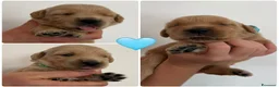 Golden Retriever cani in vendita: Maschietti di golden retriever  - Annuncio 2