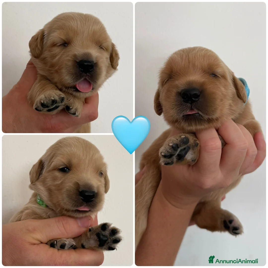 Golden Retriever cani in vendita: Maschietti di golden retriever  - Annuncio 2