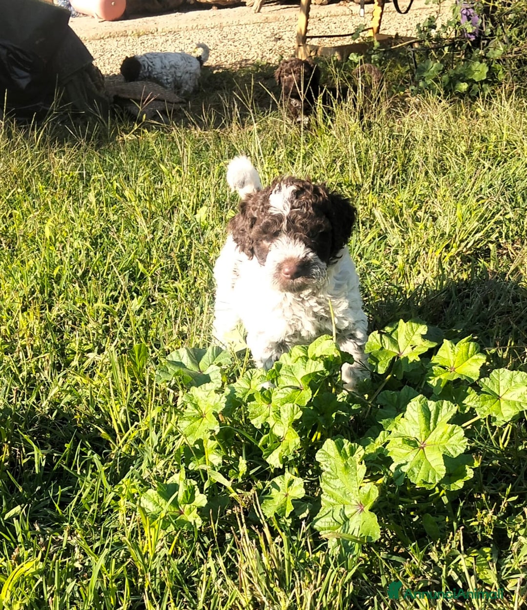 Lagotto cani in vendita: Cuccioli Lagotto Romagnolo  - Annuncio 6
