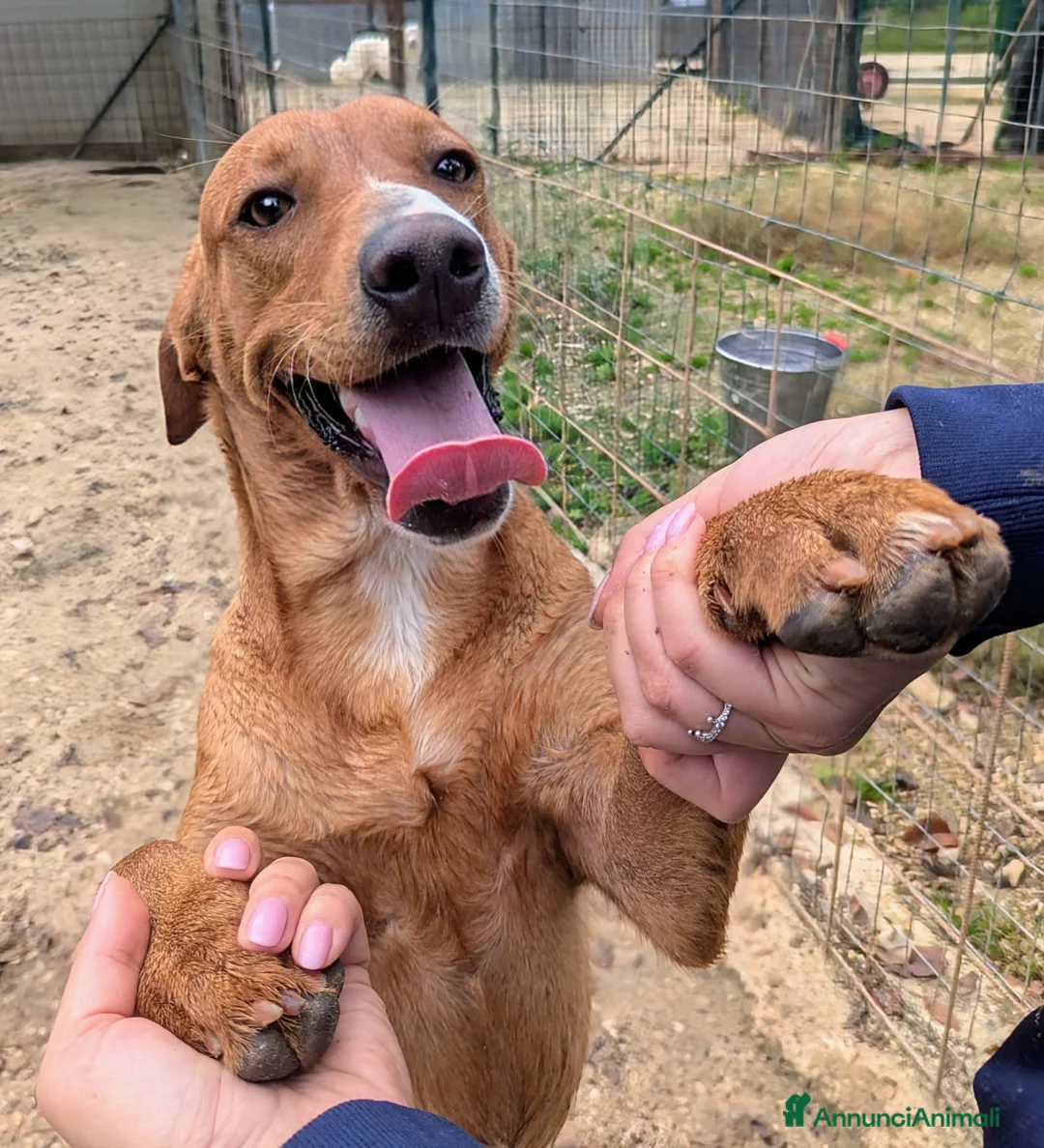 Meticcio cani in regalo: IL DOLCISSIMO CORFU' a Città Metropolitana di Venezia - Annuncio 2
